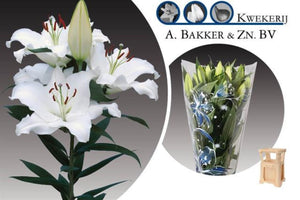 Lillum orintal blanco price