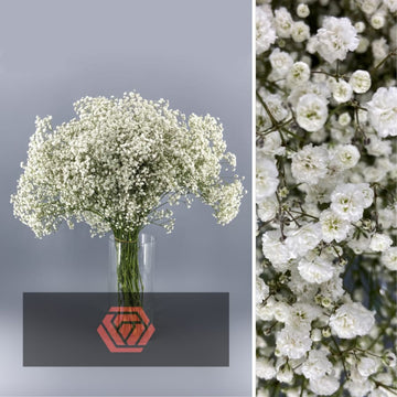 paniculata de ECUADOR 30 gr prcie