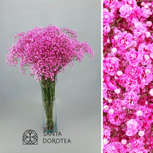 paniculata  color  Fucsia  30 gr price  30 pices