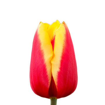 50 tulipan